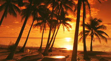 Oasis at the Beach